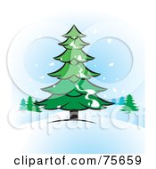 Poster, Art Print Of Snow Falling And Landing On An Evergreen Tree In The Winter