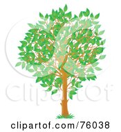 Poster, Art Print Of Young Spring Season Tree With Green Leaves