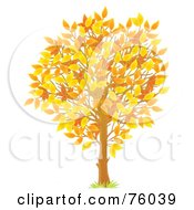 Poster, Art Print Of Young Autumn Season Tree With Colorful Leaves
