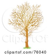 Poster, Art Print Of Young Winter Season Tree With Bare Branches