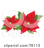 Poster, Art Print Of Two Blooming Red Poinsettias And Green Leaves