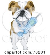 Royalty Free RF Clipart Illustration Of A Bulldog Vet Holding A Syringe by BNP Design Studio