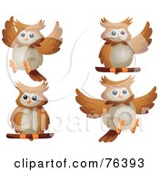 Poster, Art Print Of Digital Collage Of A Cute Brown Owl In Different Poses