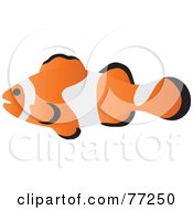 Poster, Art Print Of Profiled Clownfish