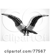 Poster, Art Print Of Black And White Flying Eagle Squawking