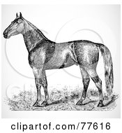 Poster, Art Print Of Black And White Horse Sketch Profile