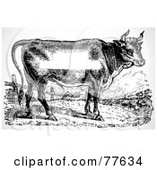 Royalty Free RF Clipart Illustration Of A Black And White Woodcut Cow With Blank White Space