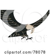 Poster, Art Print Of Tan And Black Bald Eagle In Flight Its Wings Spread