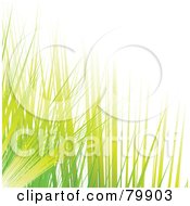 Poster, Art Print Of Background Of Green And Yellow Blades Of Grass