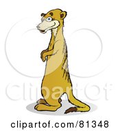Meerkat Standing And Facing Left