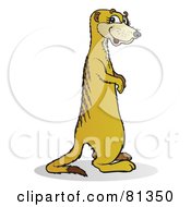 Poster, Art Print Of Meerkat Standing And Facing Right