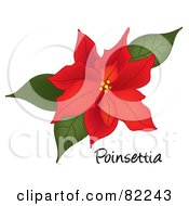 Poster, Art Print Of Red Poinsettia Bloom On White With Text