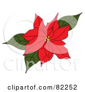 Red Poinsettia Flower With Green Leaves