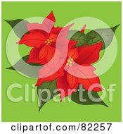 Two Red Poinsettias On Green