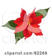 Red Poinsettia Bloom With Green Leaves