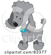 Cute Grey Poodle Puppy Dog Wearing A Blue Collar With Yellow Spots And Sporting A Puppy Clip