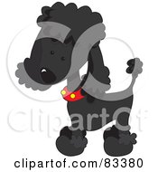 Cute Black Poodle Puppy Dog Wearing A Red Collar With Yellow Spots And Sporting A Puppy Clip