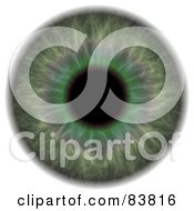 Royalty Free RF Clipart Illustration Of A Green Eye Iris On White