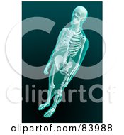3d Human Skeleton Xray