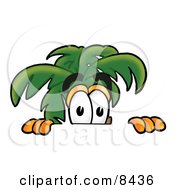Palm Tree Mascot Cartoon Character Peeking Over A Surface