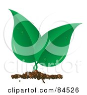 Poster, Art Print Of Sprouting Green Leaf Plant With Dew