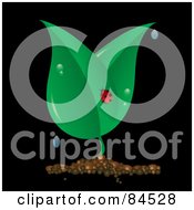 Ladybug On A Dewy Plant On Black
