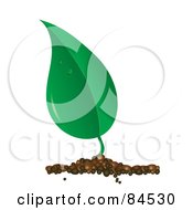 Poster, Art Print Of Dewy Green Leaf Sprouting From Soil