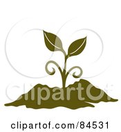 Poster, Art Print Of Olive Green Sprouting Plant In Soil