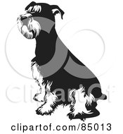 Black And White Seated Schnauzer Dog