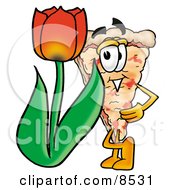 Slice Of Pizza Mascot Cartoon Character With A Red Tulip Flower In The Spring