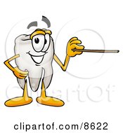 Poster, Art Print Of Tooth Mascot Cartoon Character Holding A Pointer Stick