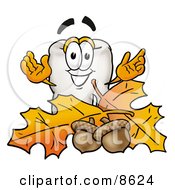 Tooth Mascot Cartoon Character With Autumn Leaves And Acorns In The Fall