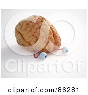 Poster, Art Print Of Human Brain With Attached Eyeballs
