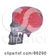 Poster, Art Print Of Red Brain In A Human Skull