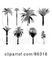 Poster, Art Print Of Digital Collage Of Black Tropical Palm Tree Silhouettes