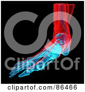 Red And Blue Foot Xray Over Black