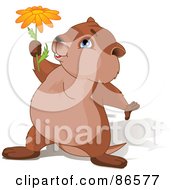 Cute Groundhog With A Shadow Holding Up A Daisy Flower