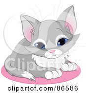 Poster, Art Print Of Cute Blue Eyed Gray Kitten Sitting On A Pink Rug