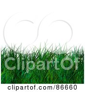Poster, Art Print Of Lower Border Of Long Green Grass Over White