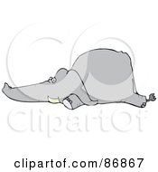 Grey Elephant Laying Flat On Its Belly