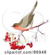 Poster, Art Print Of Robin On A Branch Of Ash Berries And Snow
