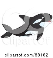 Happy Orca Whale Swimming With His Mouth Open