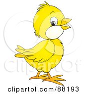 Poster, Art Print Of Cute Yellow Chick With White Cheeks