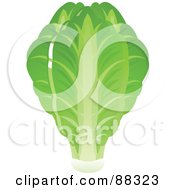 Royalty Free RF Clipart Illustration Of A Shiny Green Head Of Fresh Romaine Lettuce by Tonis Pan