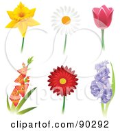 Digital Collage Of Beautiful Daffodil Daisy Tulip Gladiola Gerbera Daisy And Hyacinth Flowers