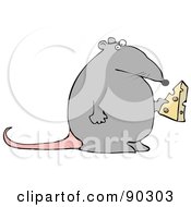 Fat Gray Rat Holding A Wedge Of Cheese