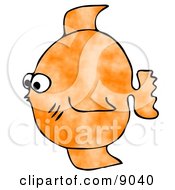 Small Orange Saltwater Fish