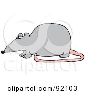 Poster, Art Print Of Gray Rat With A Pink Tail In Profile