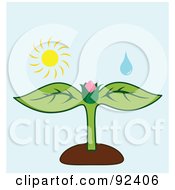 Royalty Free RF Clipart Illustration Of A Water Drop And Sun Over A Flower Bud On A Plant