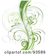 Poster, Art Print Of Green Curvy Organic Vine With Young Curly Stems On White